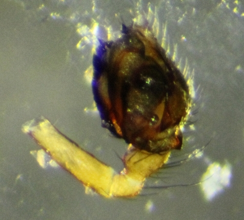 Bog Sheet-web Weaver