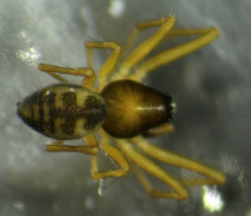 Bog Sheet-web Weaver