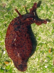 Small