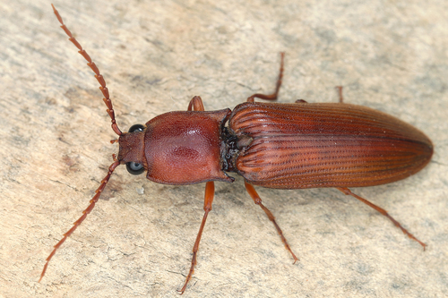 Stenagostus rufus