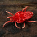 Eutrombidiidae - Photo (c) kim fleming, todos os direitos reservados, uploaded by kim fleming