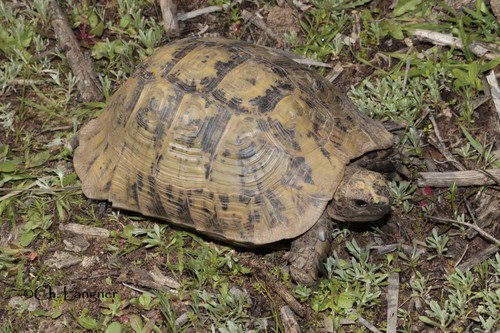 Greek Tortoise