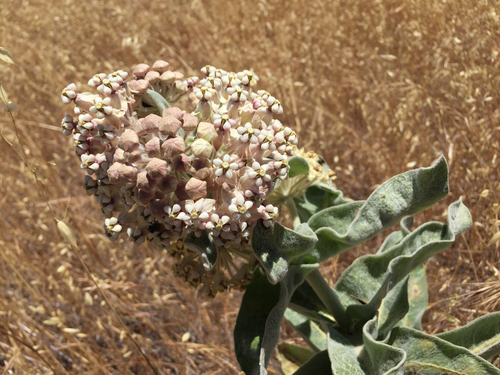 iNaturalist observation photo of woollypod milkweed