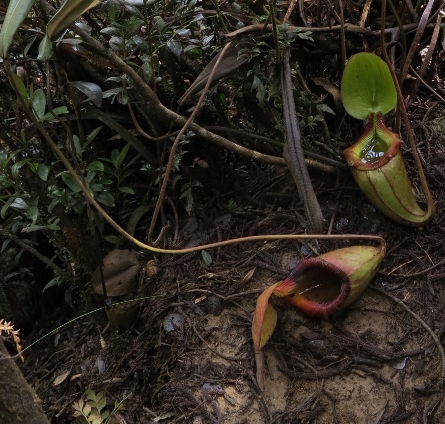 Kinabalu Pitcher-Plant (Hybrid Nepenthes × kinabaluensis