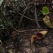 Kinabalu Pitcher-Plant - Photo (c) Marco Plebani, all rights reserved, uploaded by Marco Plebani