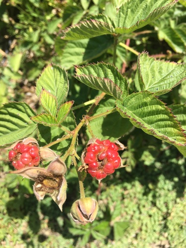 iNaturalist observation photo of True Blackberries