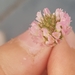 photo of Strawberry Clover (Trifolium fragiferum)