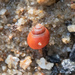 Red Mangrove Snail - Photo (c) Mike Hooper, all rights reserved