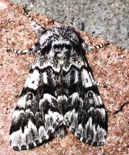 Black Zigzag Moth