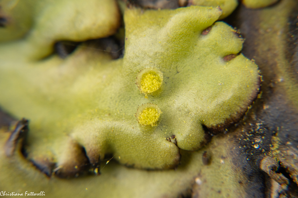 Levenscyclus Van Marchantia A Rapid Phylogeny Of Marchantia, From The