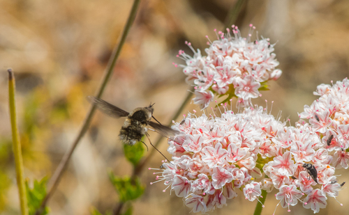 photo of Greater Bee Fly (Bombylius major)
