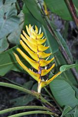 Heliconia lankesteri image