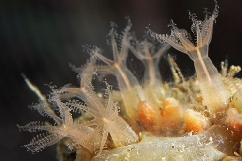 Cryptophyton