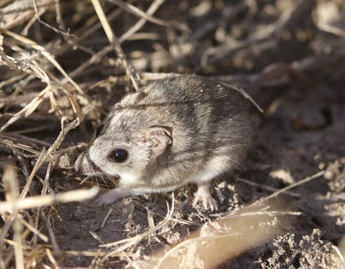 Kakadu Dunnart (Sminthopsis bindi) — Near Threatened Mammalia