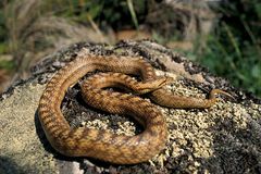 Southern Smooth Snake photo 2