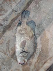 Plectorhinchus macrolepis image