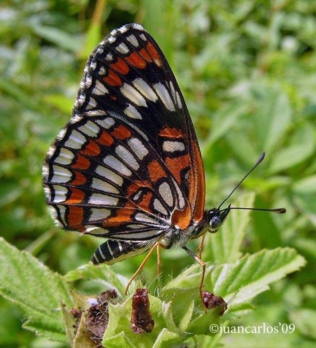 Theona Checkerspot
