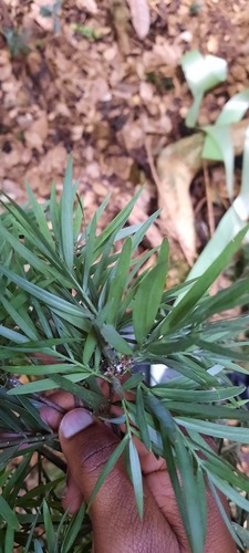 Podo yellow wood (Afrocarpus usambarensis)