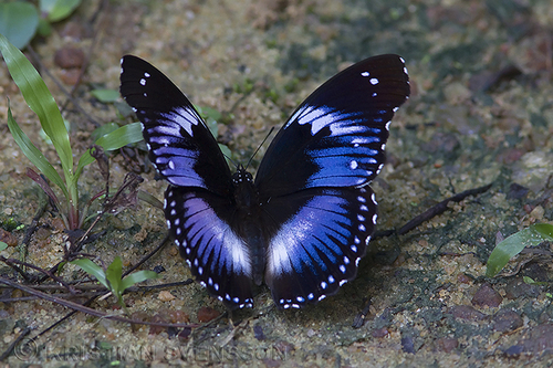 Blue Diadem Butterfly