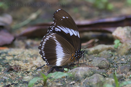 Blue Diadem Butterfly