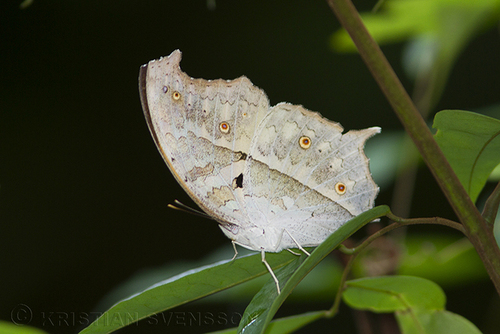 Common Mother-of-Pearl