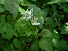 Disperis anthoceros image