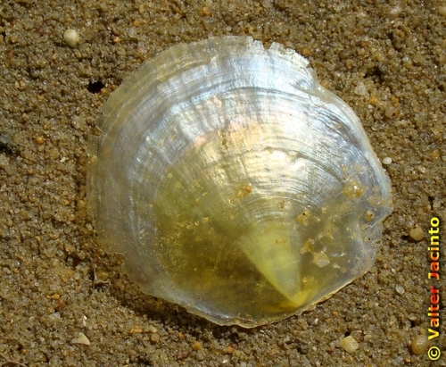 Anomia ephippium