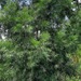 Afrocarpus usambarensis - Photo (c) Kaniaru Naturalist🇰🇪, all rights reserved, uploaded by Kaniaru Naturalist🇰🇪