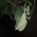 Pulchriphyllium pulchrifolium - Photo (c) oweninsect, all rights reserved, uploaded by oweninsect