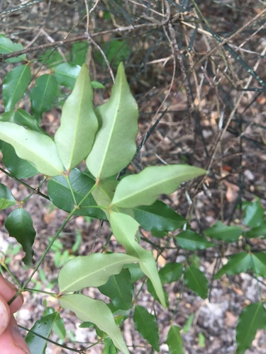 Mostuea brunonis
