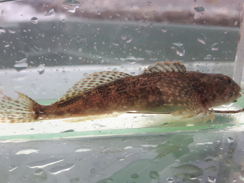 Slimy Sculpin