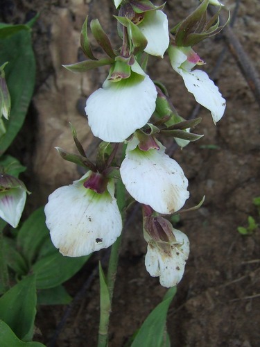 Eulophia guineensis