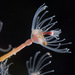 Tubulariidae - Photo (c) Gary McDonald, all rights reserved, uploaded by Gary McDonald