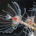 Tubular Hydroid - Photo (c) Gary McDonald, all rights reserved, uploaded by Gary McDonald