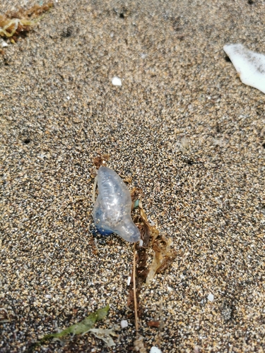 photo of Portuguese Man O' War (Physalia physalis)