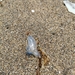 photo of Portuguese Man O' War (Physalia physalis)