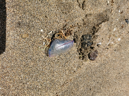 photo of Portuguese Man O' War (Physalia physalis)