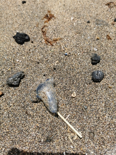 photo of Portuguese Man O' War (Physalia physalis)