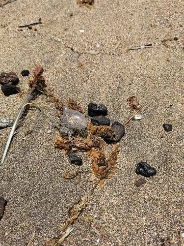 photo of Portuguese Man O' War (Physalia physalis)