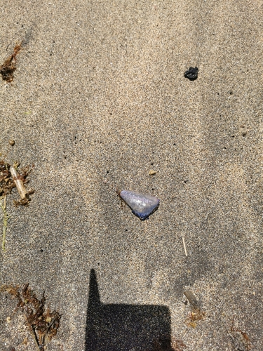 photo of Portuguese Man O' War (Physalia physalis)