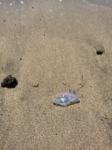 photo of Portuguese Man O' War (Physalia physalis)