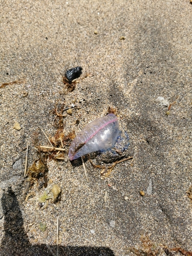 photo of Portuguese Man O' War (Physalia physalis)