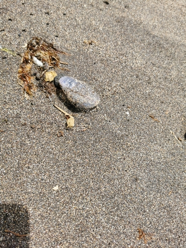 photo of Portuguese Man O' War (Physalia physalis)