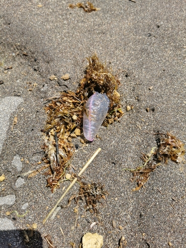 photo of Portuguese Man O' War (Physalia physalis)