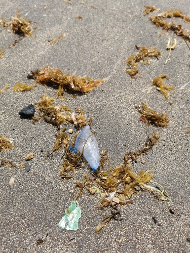 photo of Portuguese Man O' War (Physalia physalis)