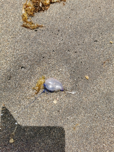 photo of Portuguese Man O' War (Physalia physalis)