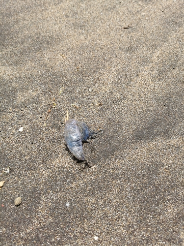 photo of Portuguese Man O' War (Physalia physalis)