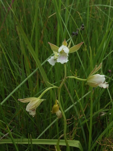 Eulophia tanganyikensis
