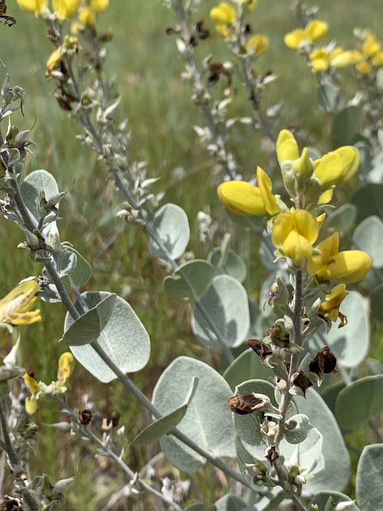 cobwebby wild indigo (Baptisia arachnifera) · iNaturalist