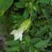 Cobaea flava - Photo (c) A. Palmer "Jr." (Junior), todos os direitos reservados, uploaded by A. Palmer "Jr." (Junior)